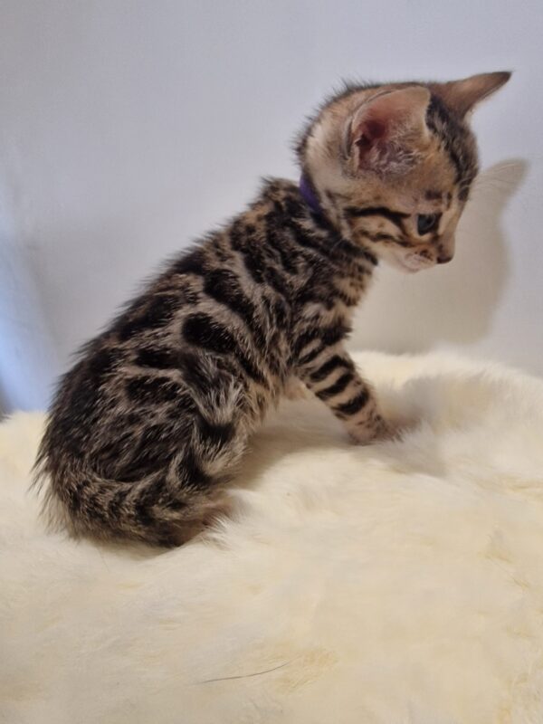 ASTRA- (femelle)  Brown :D – Image 7