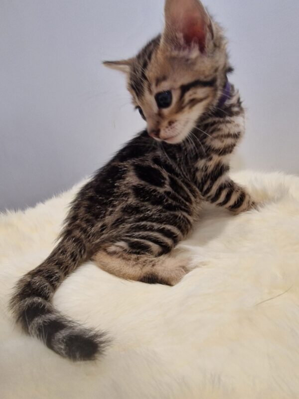 ASTRA- (femelle)  Brown :D – Image 9